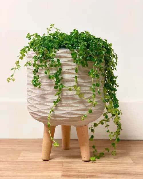 Pilea