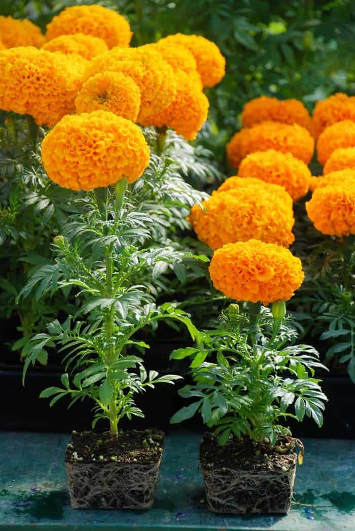 Marigolds