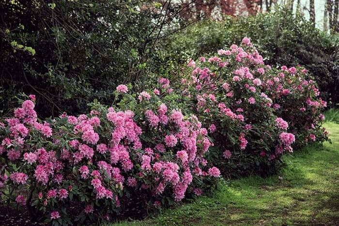 Evergreen Shrubs