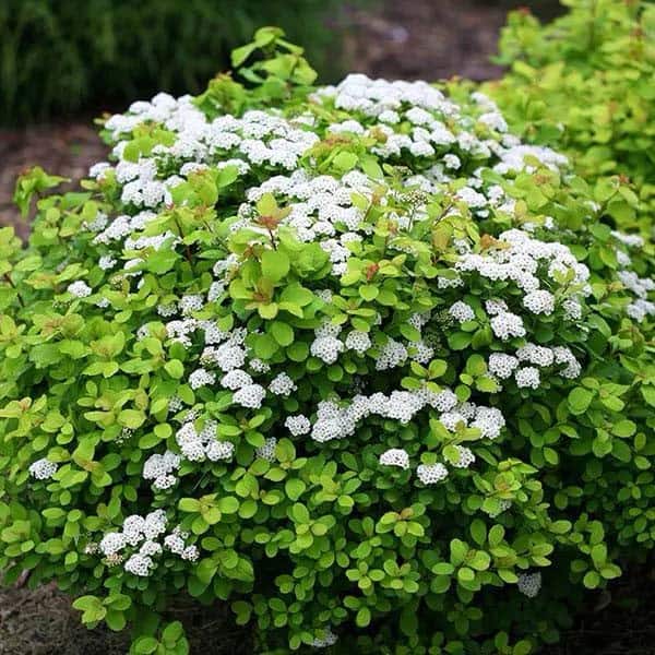 Glow Girl Spirea