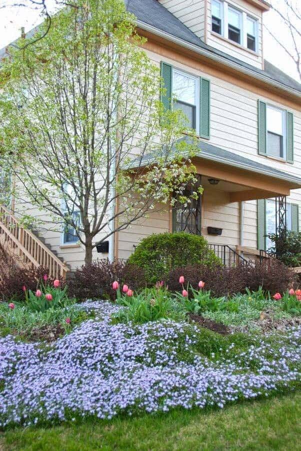 Pink Tulips With Floral Ground Cover