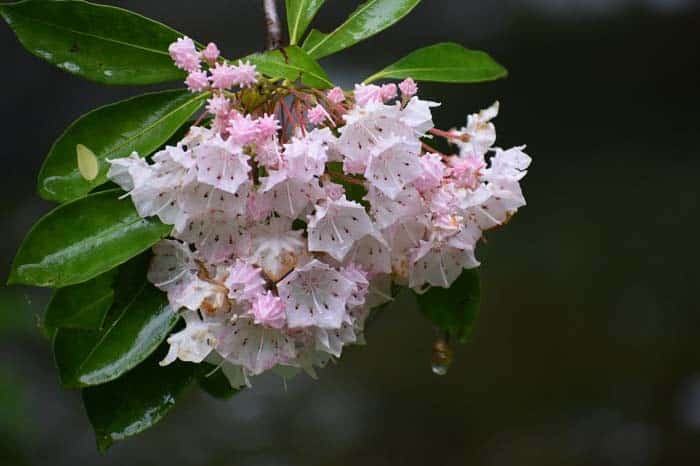 Mountain Laurel