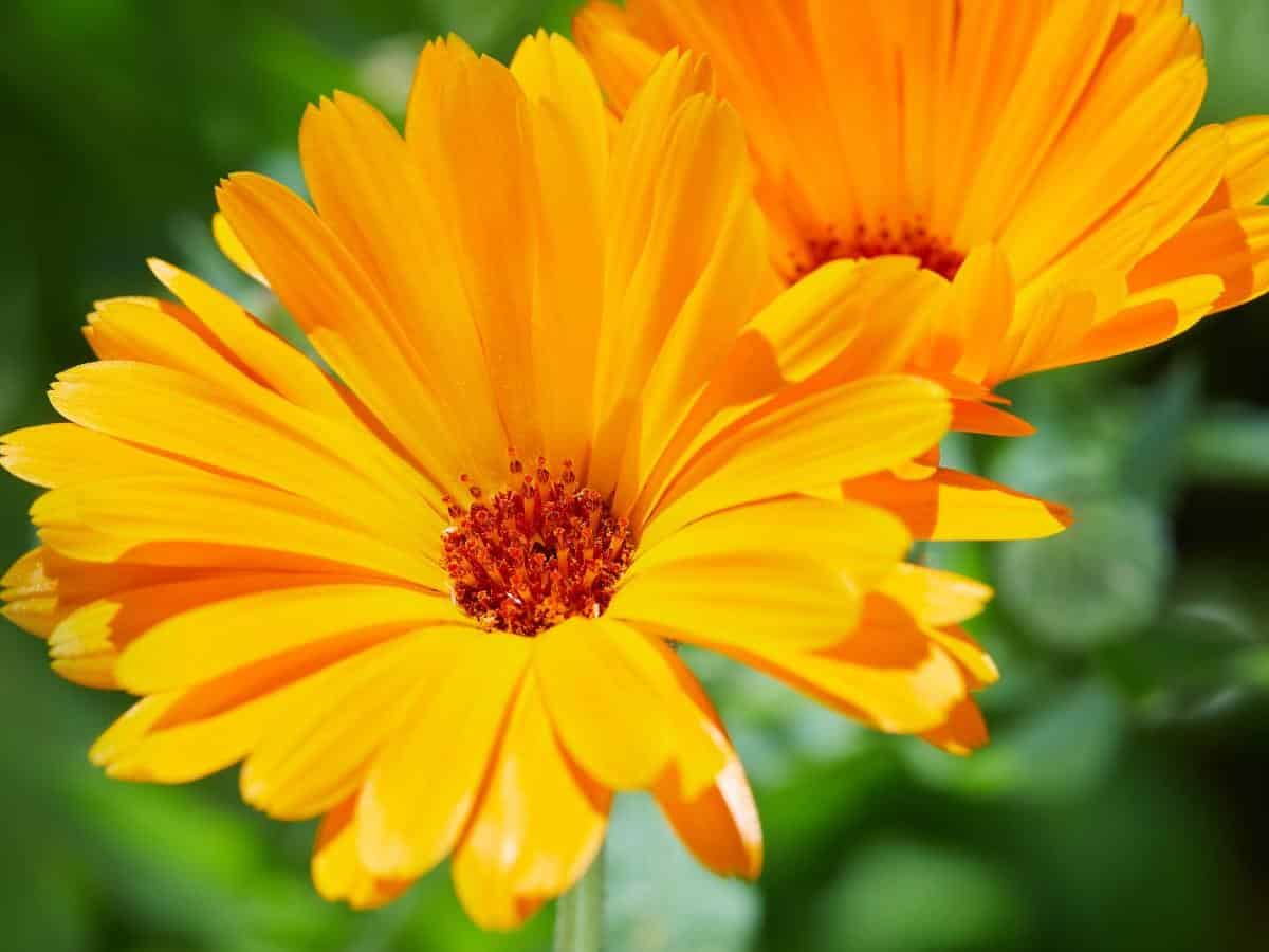 Pot Marigold