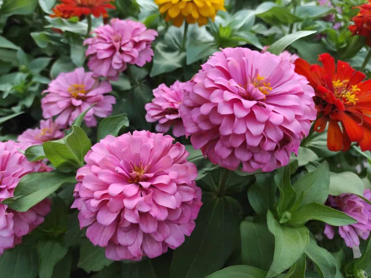 Zinnia