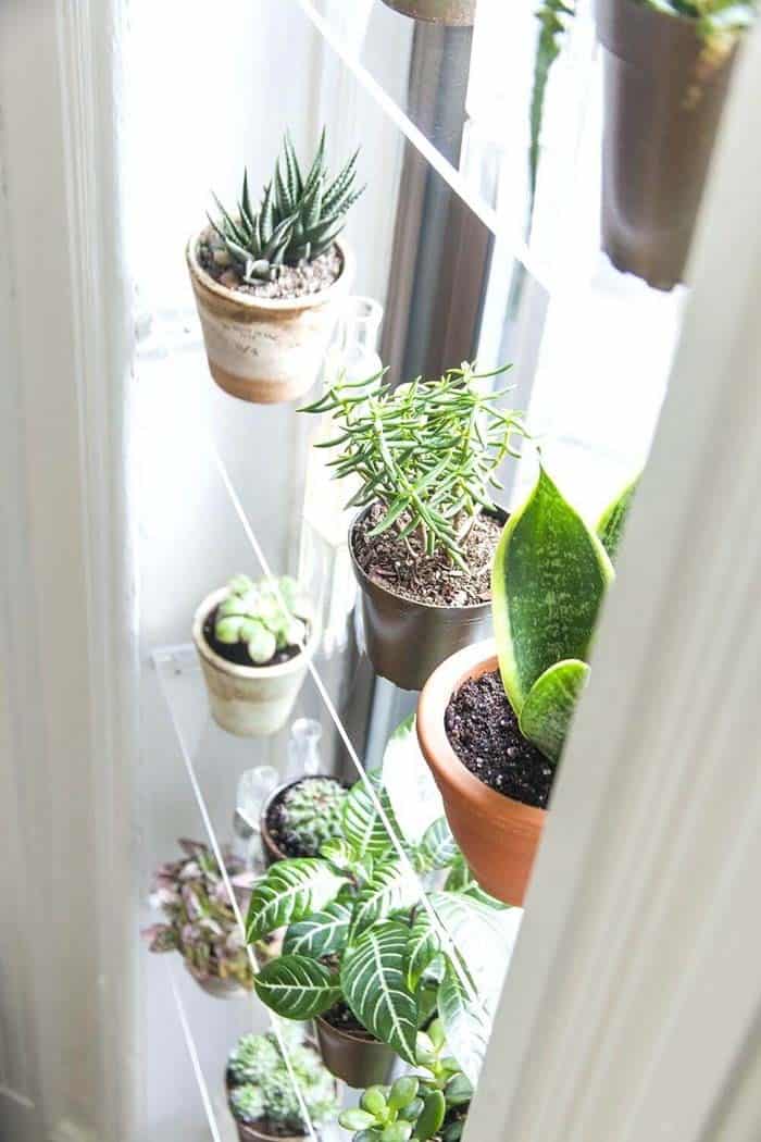 Glass Shelves Allow More Light for Plants