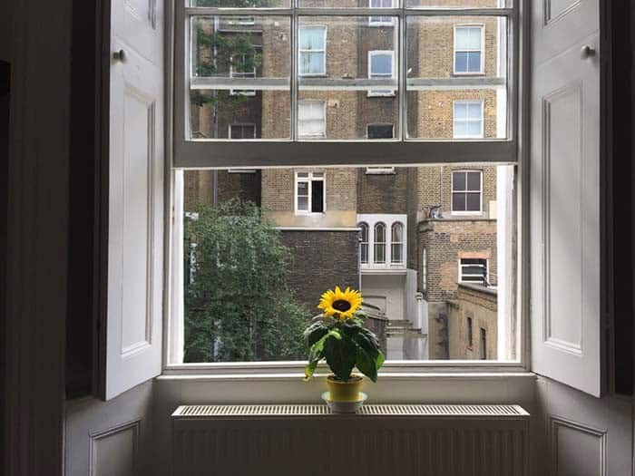 Bring Life to Your Windowsill with a Beautiful Sunflower