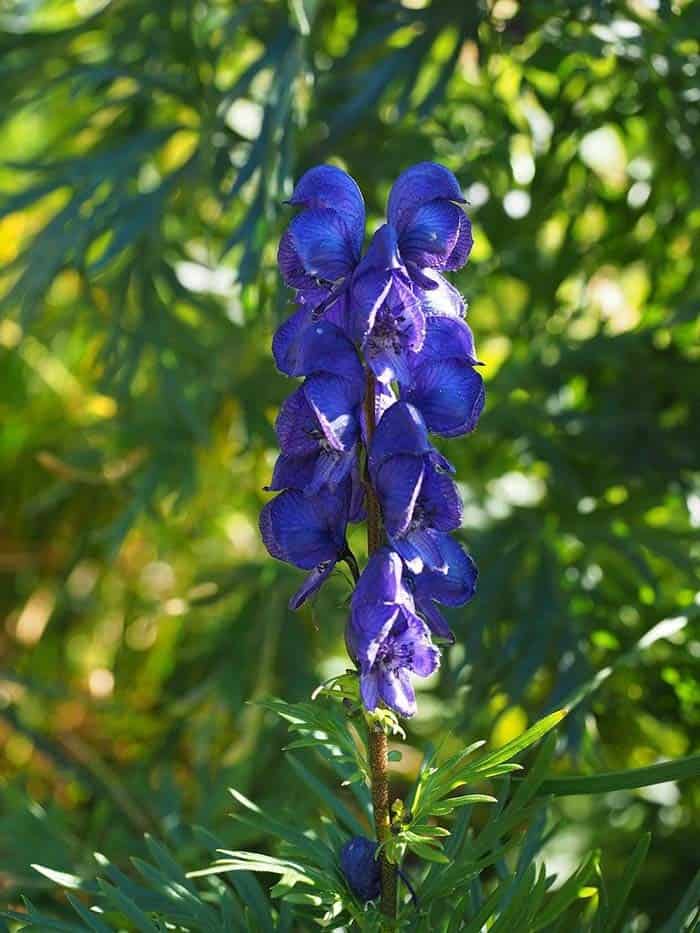 Monkshood