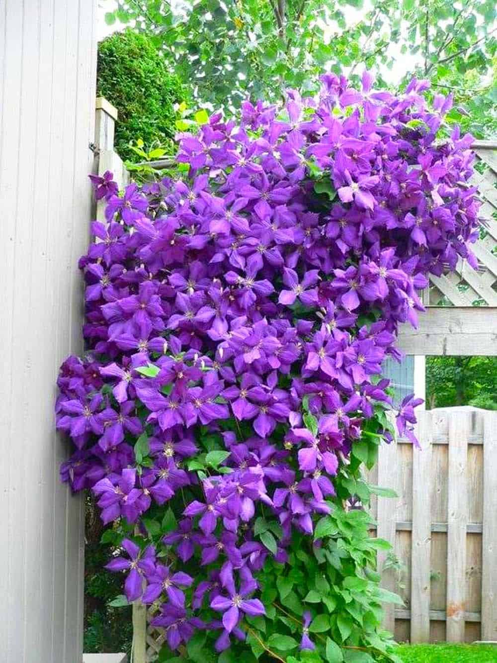 Clematis Cascade