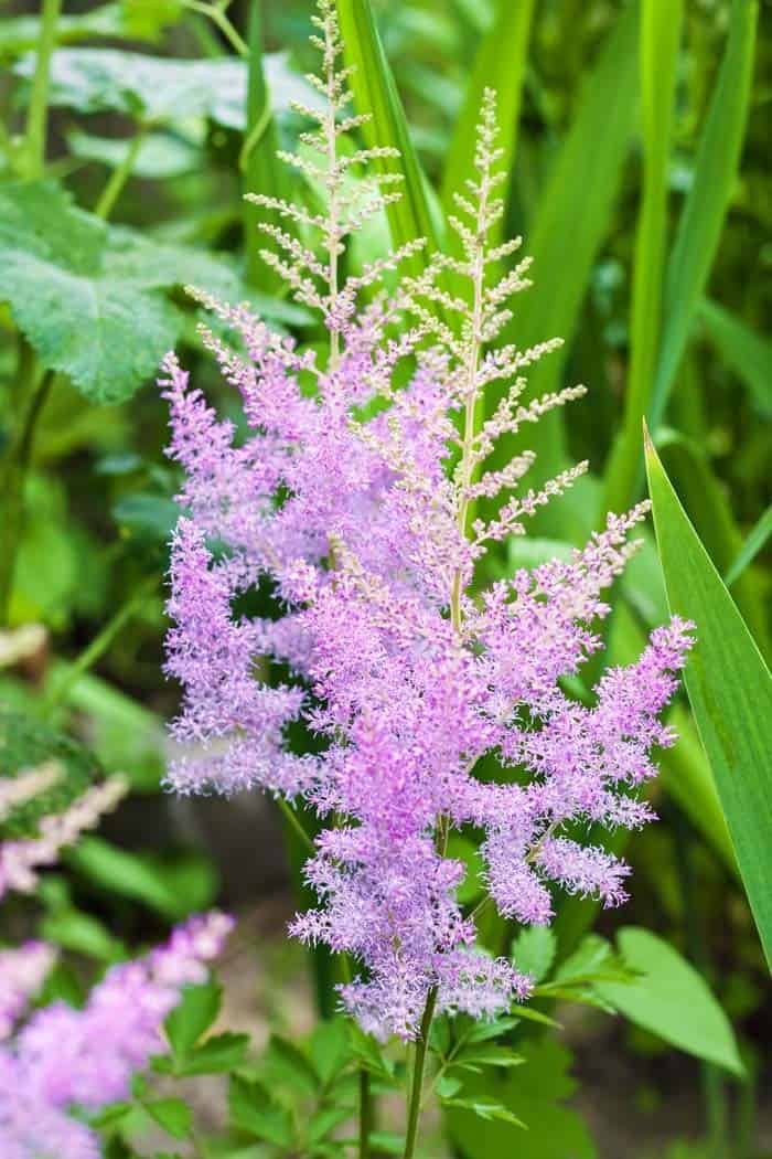 Astilbe