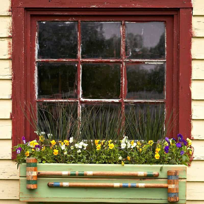 Violets In A Cottage Window Box