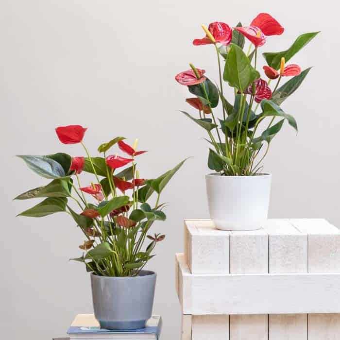 Anthurium