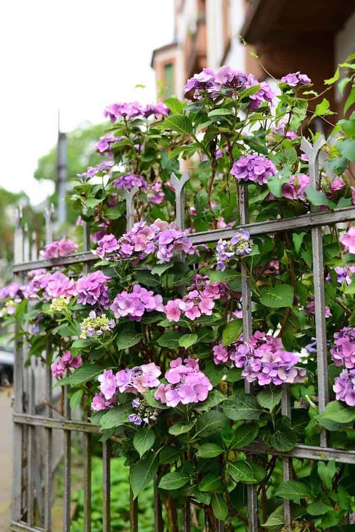 Hydrangeas Add Height And Dramatic Blooms