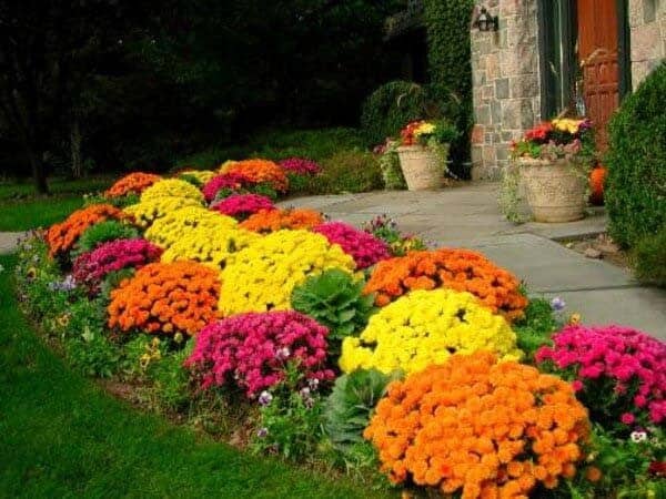 Add Late-Season Color With Fall Flowers