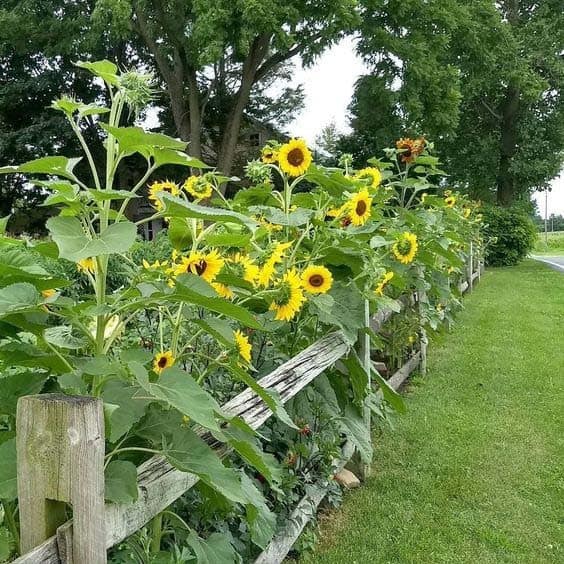 Country Sunflower Garden