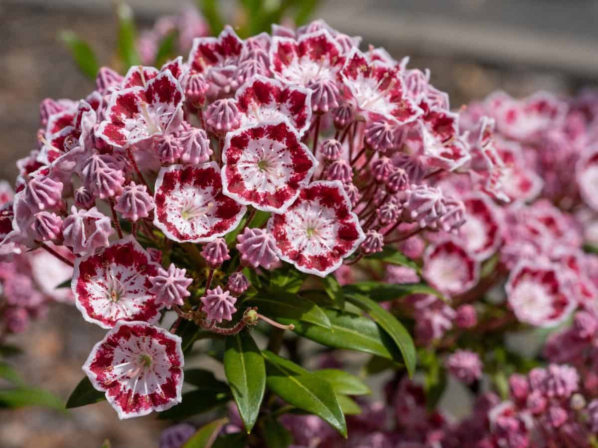 Mountain Laurel