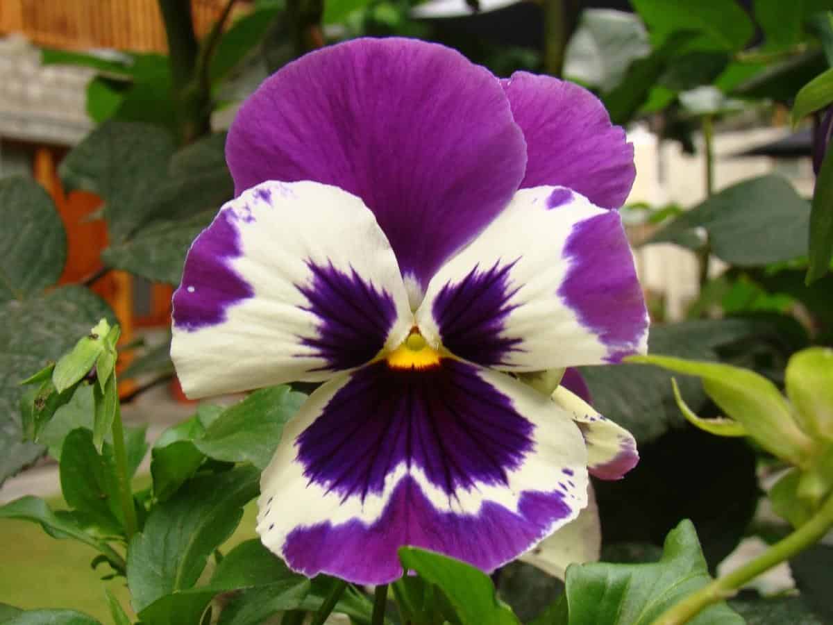 Pansy