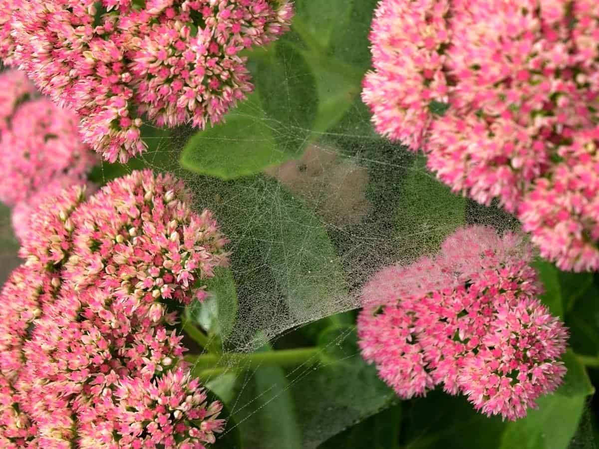 Autumn Joy Sedum