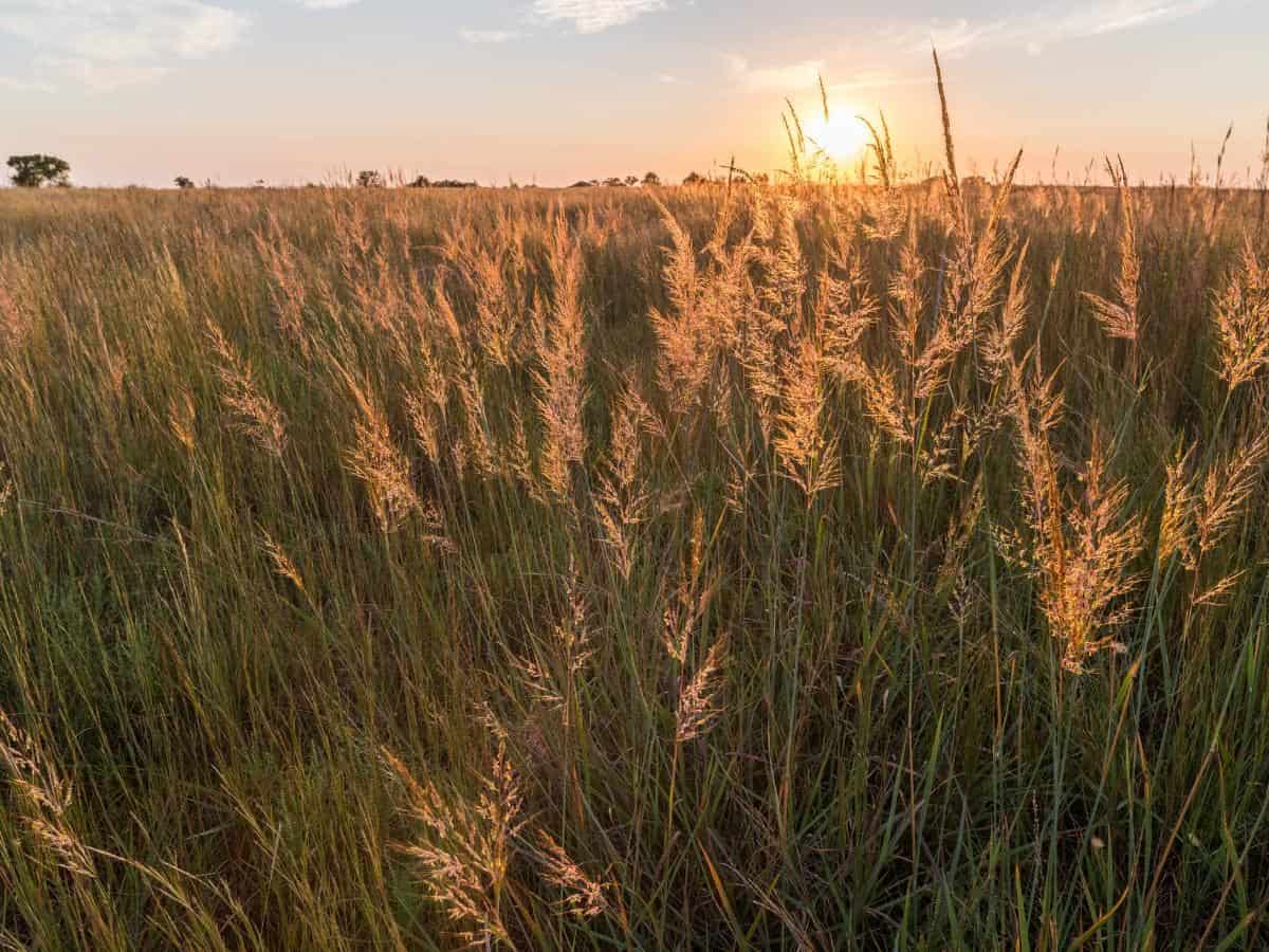 Indian Grass