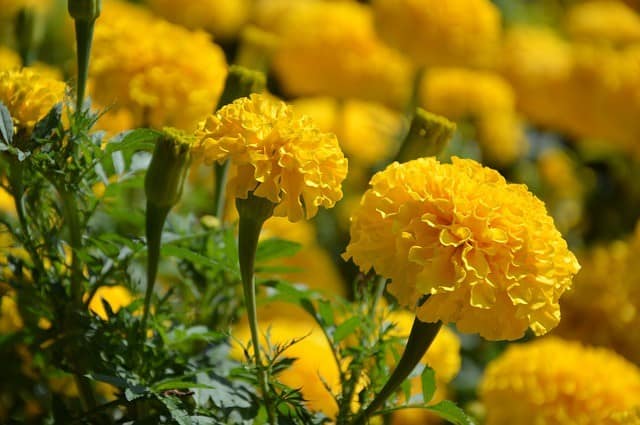 Marigold