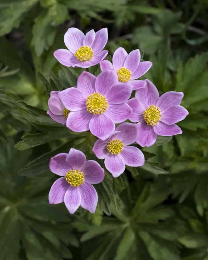 Anemone