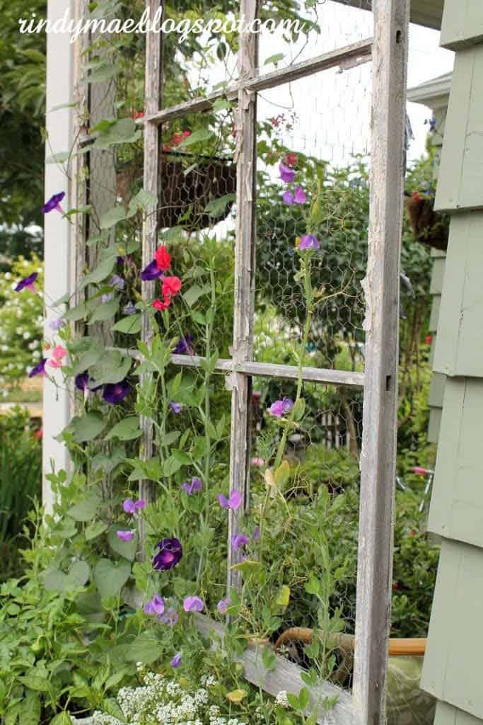 Old Door And Chicken Wire