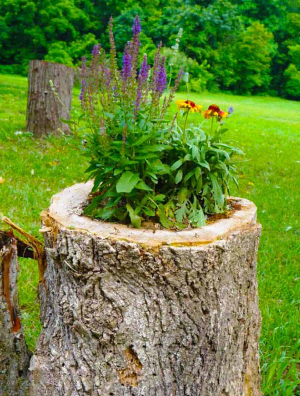 Natural Stump Planter