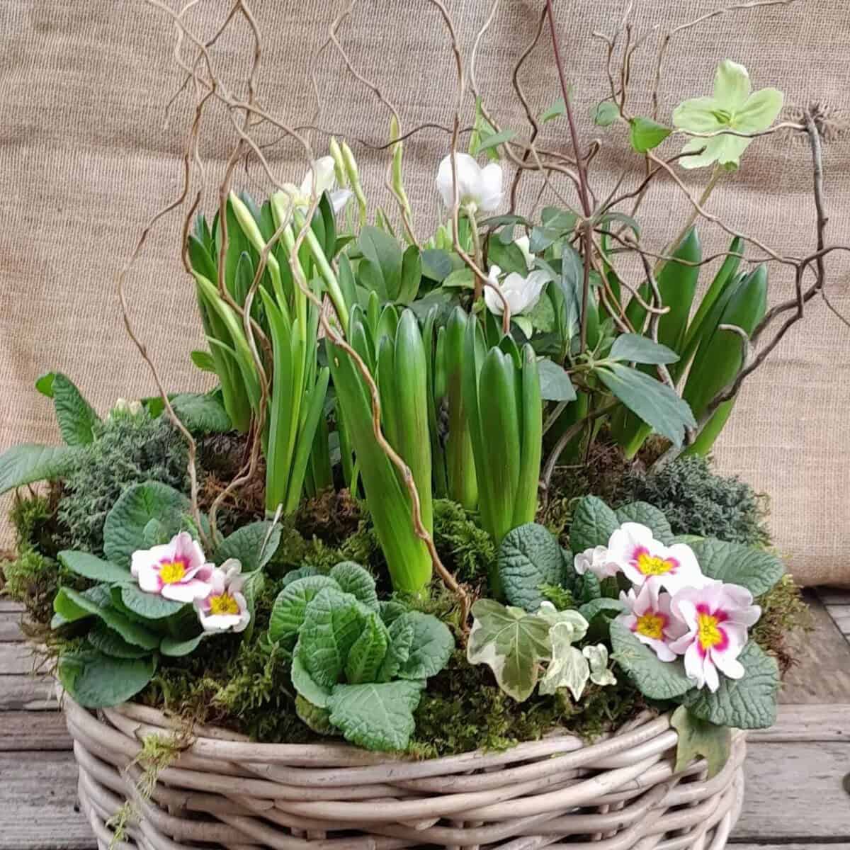 Spring Basket