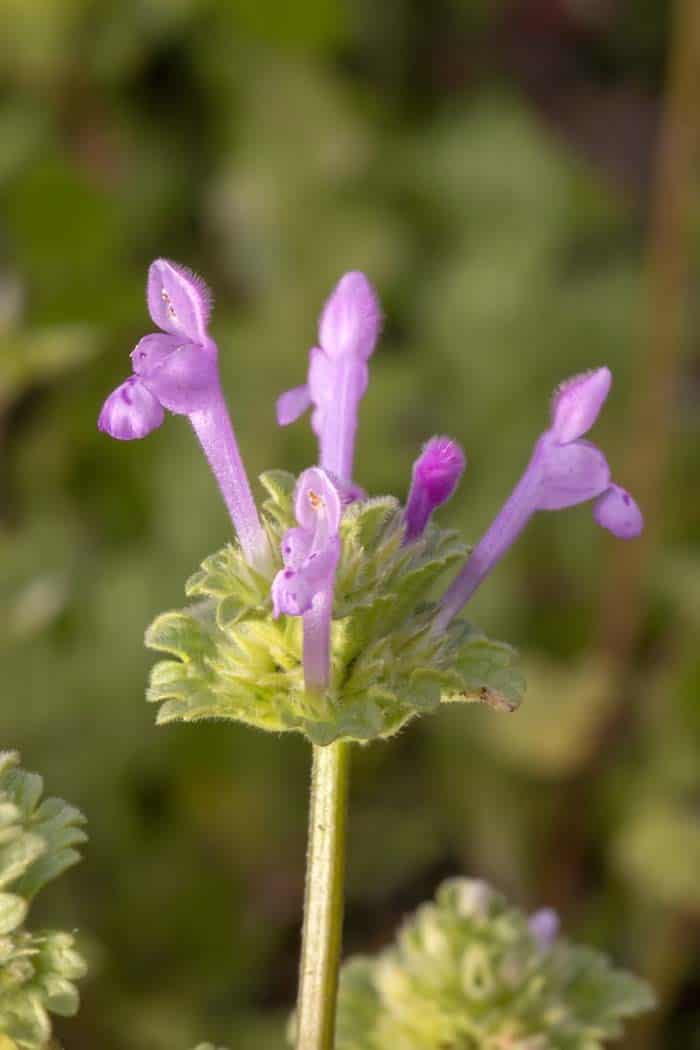 Lamium