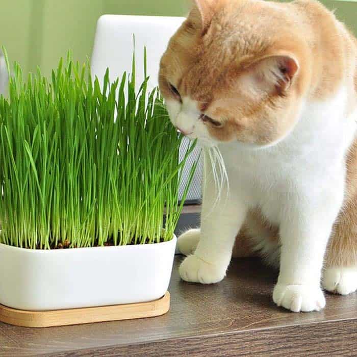 Cat Grass