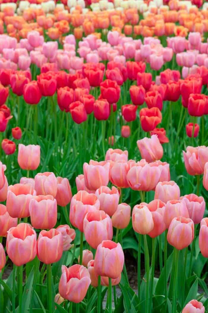 Tulips