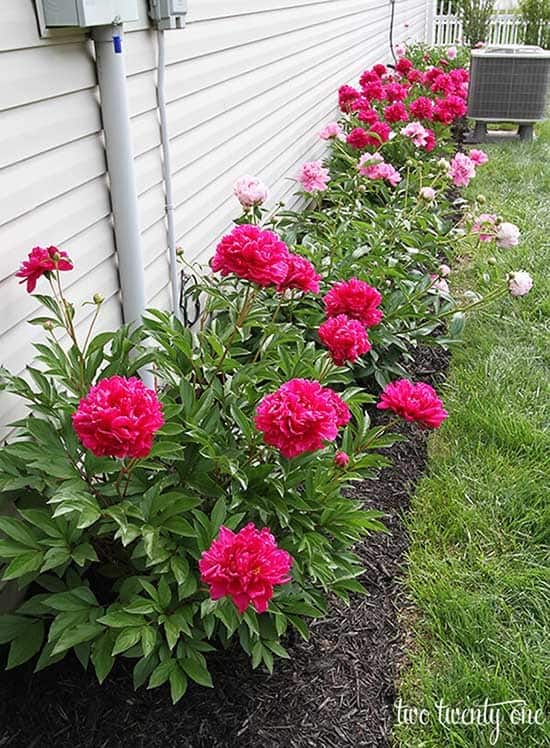 Try Simple Perennial Flower Bed Idea