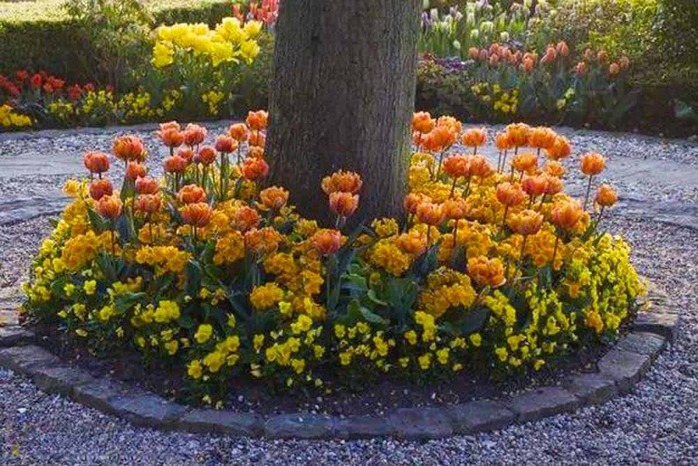 Tree-Surround Tulip Bed