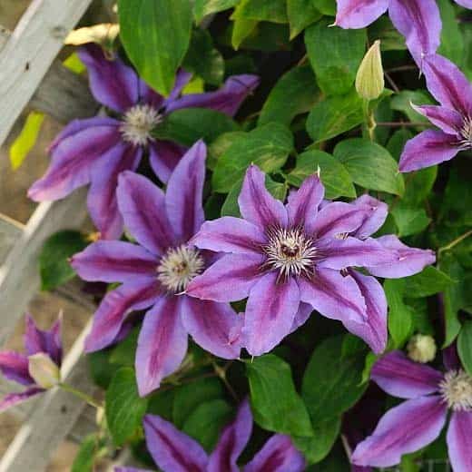 Fireworks Clematis ( Clematis Fireworks )