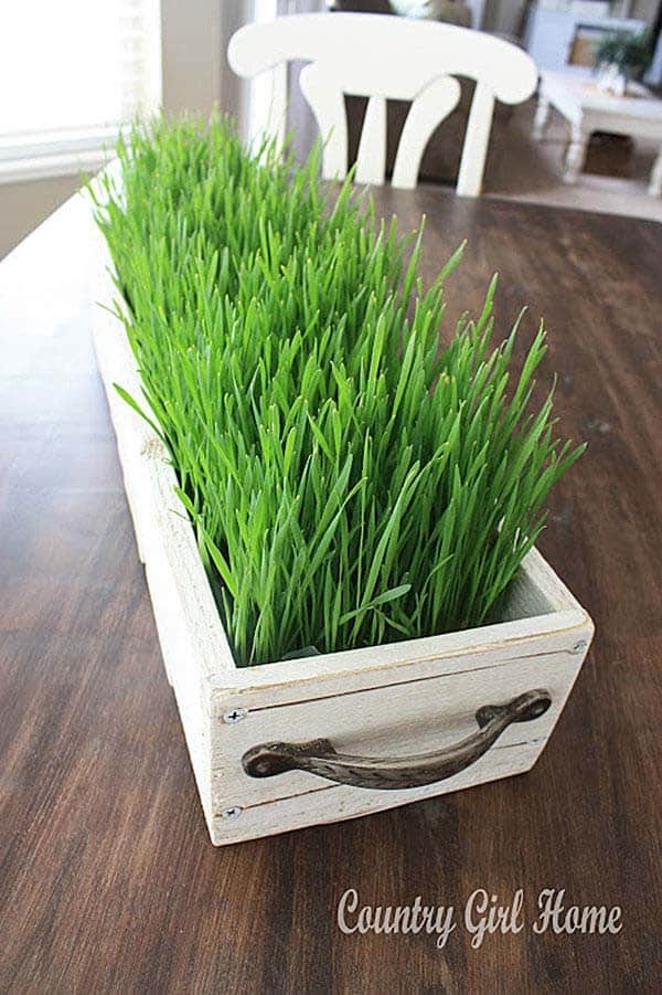 Plant Wheat Grass In A Long Box