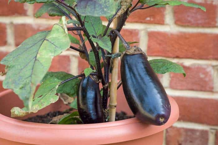 Eggplant