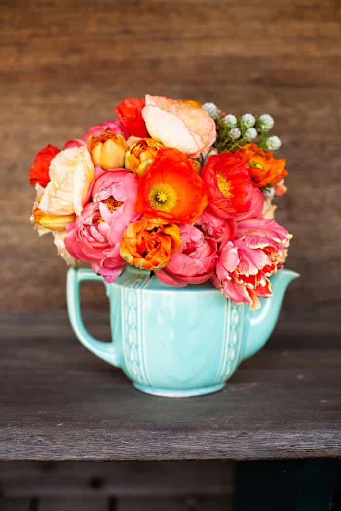 Cool Blue Tips Contrast With Reddish Blooms