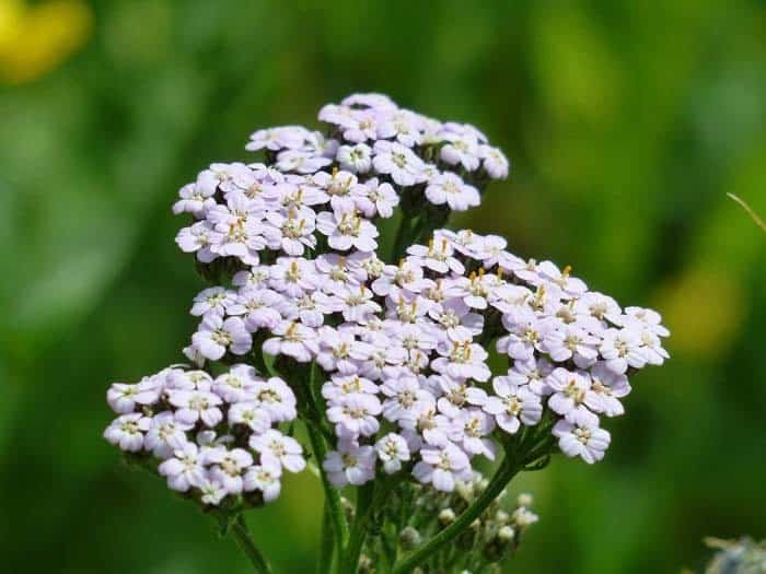 Yarrow (Achillea Millefolium)