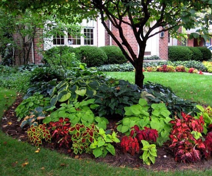 Fill Garden Beds With Hosta and Coleus