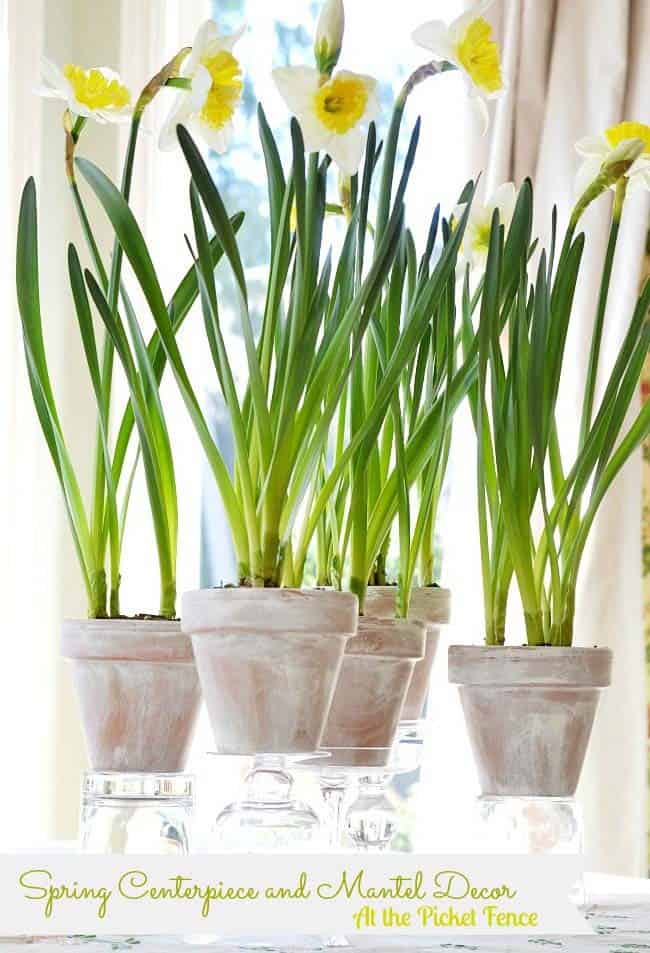 Bring Springtime Vibes with Daffodil Planters