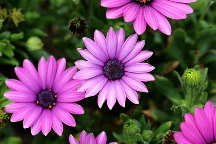 African Daisy (Gerbera)