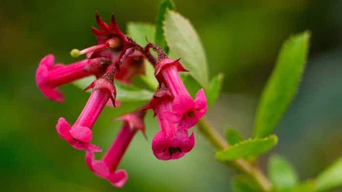 Beardtongues (Penstemon)