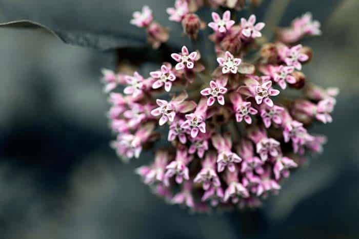 Milkweed Flower Plant