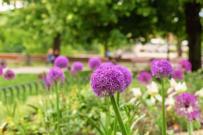 Alliums