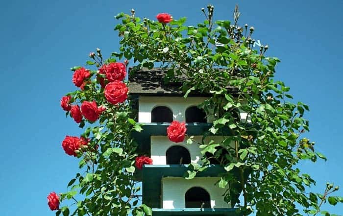 Enchanting Climbing Roses With Birdhouse