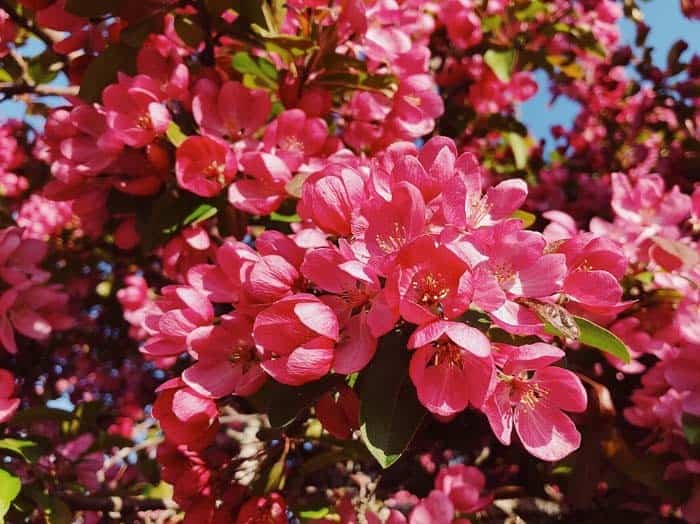 Flowering Crabapple