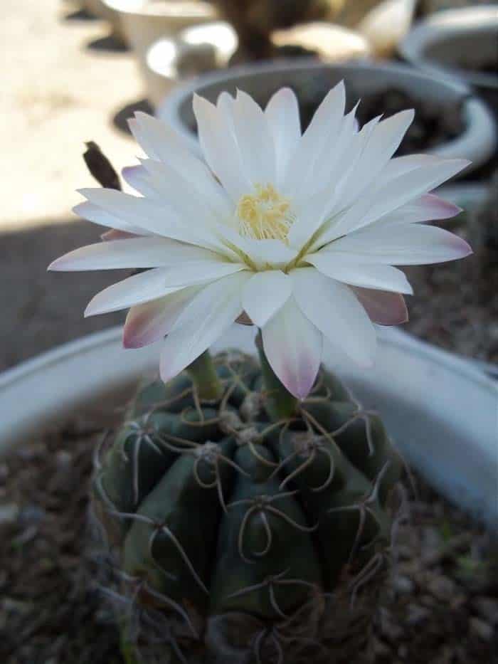 Spider Cactus