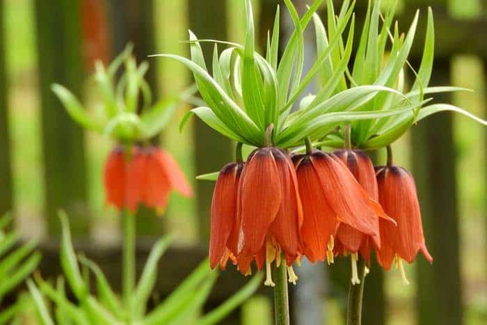 Kaiser’s Crown (Crown Imperial)