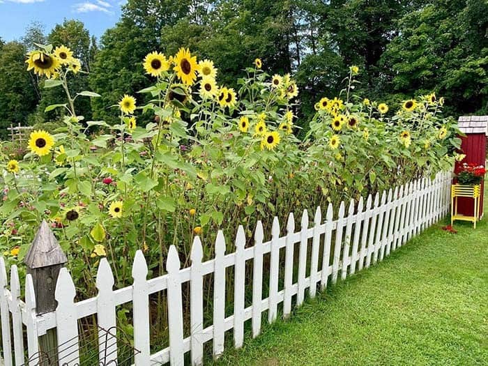 Fenced In Sunflower Garden