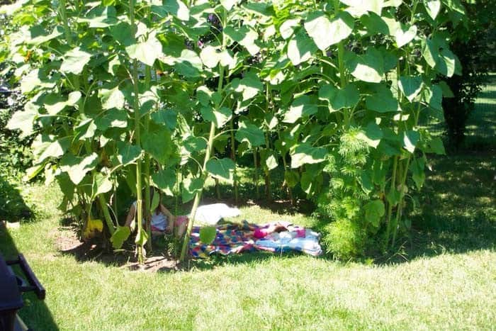 Shady Sunflower Secret Spot