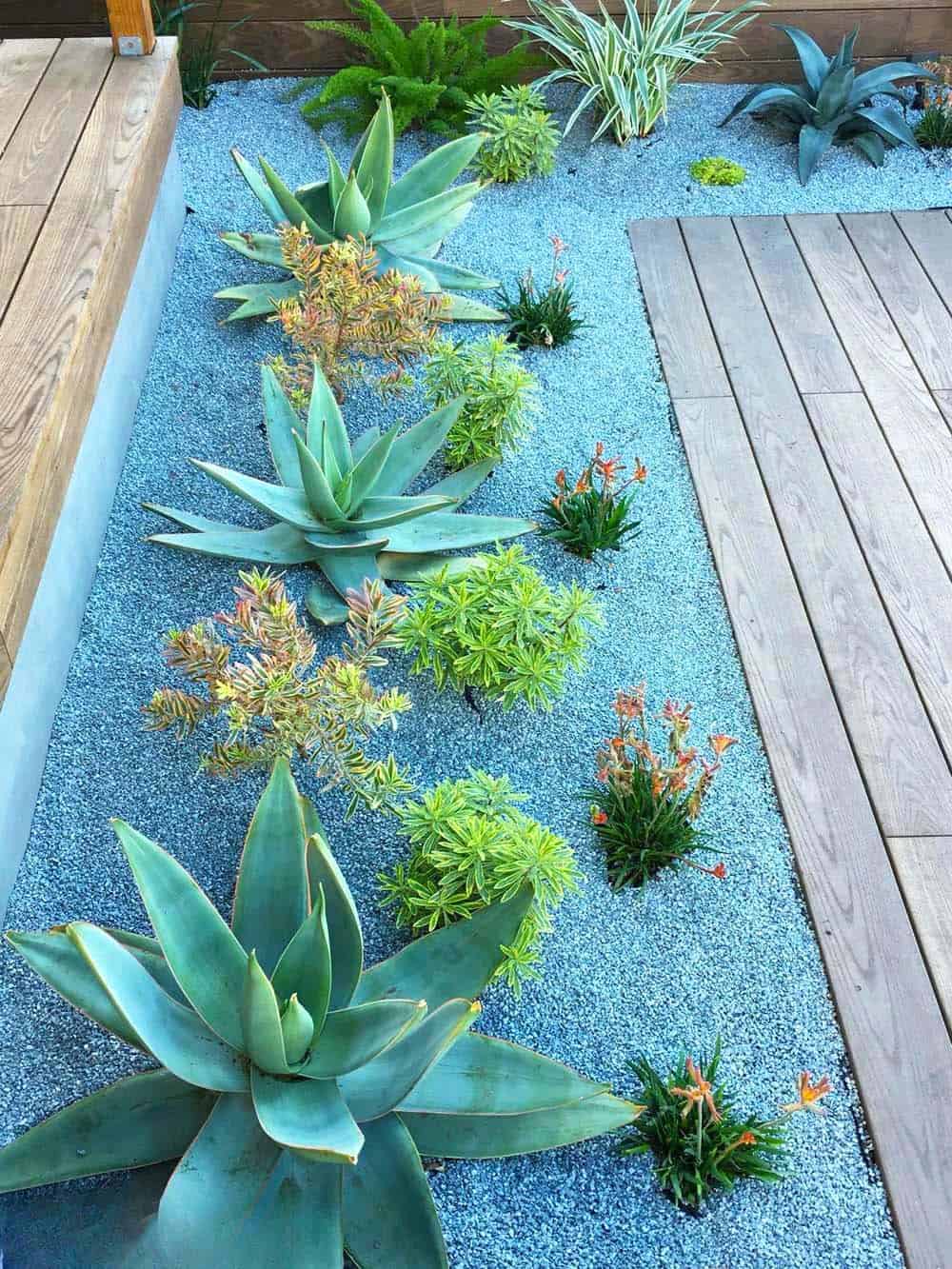 Succulent Serenity